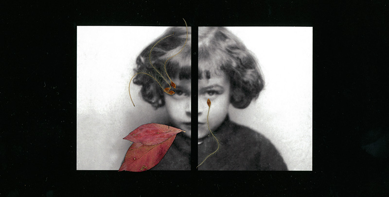 Les métamorphosés- Sylvie Meunier